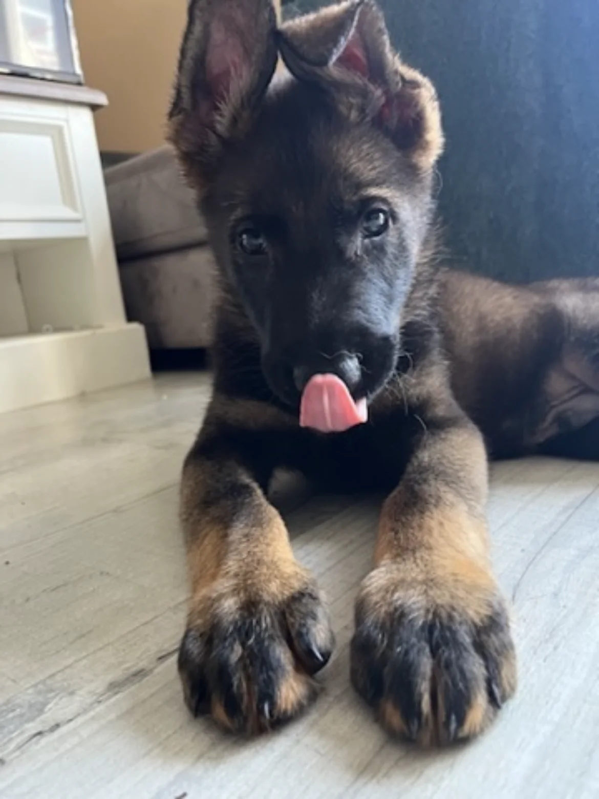 Relaxed German Shepherd puppy lying calmly