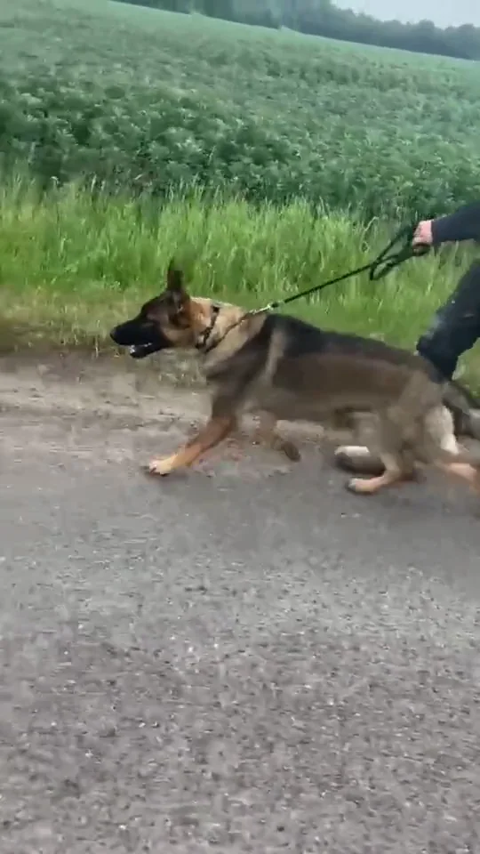 German Shepherd demonstrating calm control around distractions